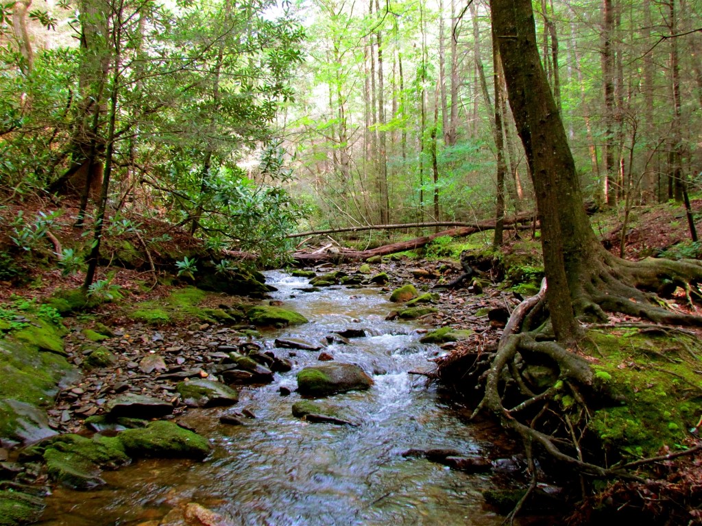 The Best State and National Parks in North Blue Sky Cabin Rentals